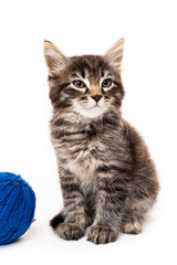 kitten with balls of threads. little kitten on white background.