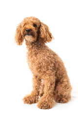 Red poodle isolated on white background