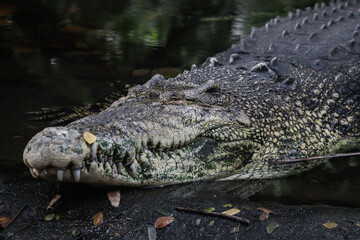 Crocodile taking rest after heavy lunch