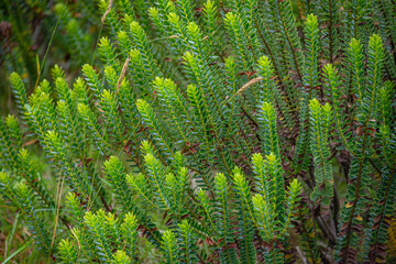 Icelandic green and red subpolar dense vegetation grown at the volcanic soil, Iceland, as a...