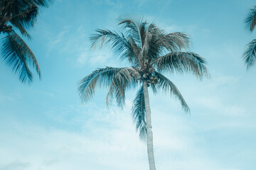 Coconut palm trees against blue sky background