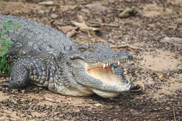 Crocodile taking rest after heavy lunch