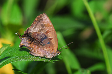 Fototapeta na wymiar A butterfly(Arhopala bazala) stops on a leaf 