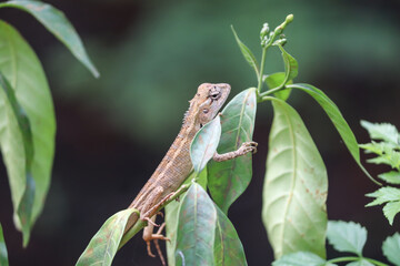 Common garden lizard closeup shot