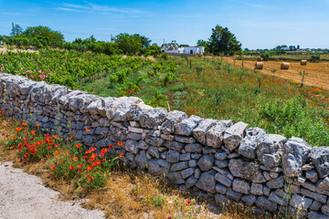 Obraz premium Olive trees and trulli of the Itria valley. Puglia