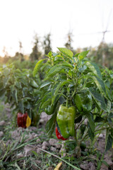 Peppers growing in the plant