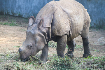 Fototapeta premium Indian Rhinoceros grazing in a mid-day