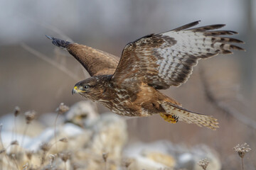 Mäusebussard (Buteo buteo)