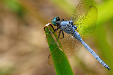 Close-up of a female dragonfly(Orthetrum luzonicum) on a leaf
