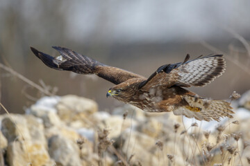 Mäusebussard (Buteo buteo)