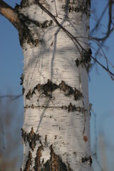 birch trunk