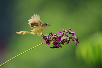 A Yellow-bellied Prinia bird on a branch

