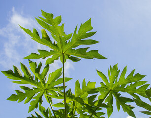 green papaya leaves against blue sky