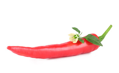 Pepper bitter isolated on white background