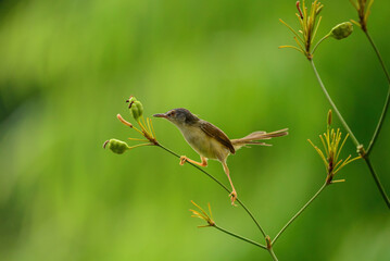 A Yellow-bellied Prinia bird on a branch
