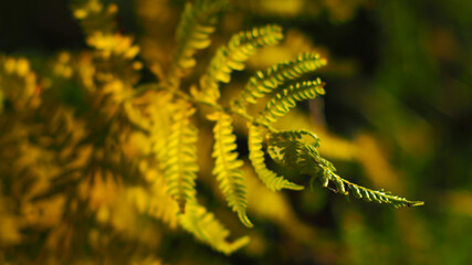 Macro d'une belle feuille de fougère courbée, virant au jaune