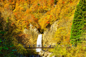 【新潟県 妙高】紅葉に囲まれた苗名滝