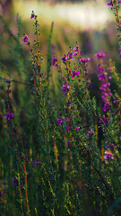 Obraz premium Macro d'une multitude de fleurs de bruyères, aux pétales mauves. Elles sont illuminées par la lumière du coucher de soleil