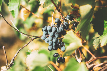 Bunch of purple grapes on vine. Concept autumn/fall harvest, abundance, winemaking