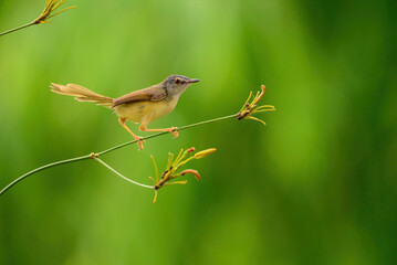 A Yellow-bellied Prinia bird on a branch
