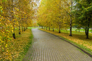 Empty alley in the park on a rainy day