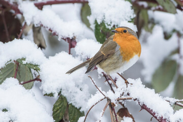 Rotkehlchen (Erithacus rubecula)