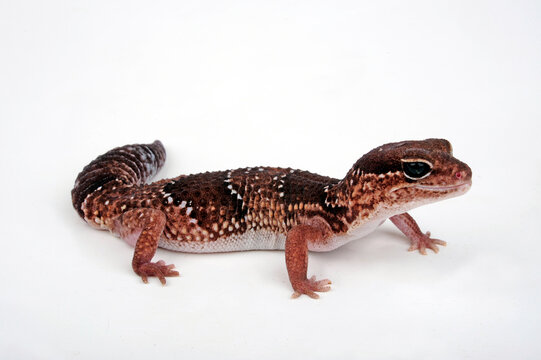 Afrikanischer Fettschwanzgecko // African fat-tailed gecko (Hemitheconyx caudicinctus)