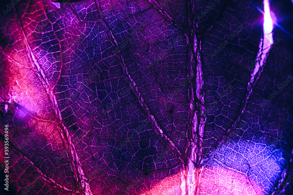Aufkleber close up beautiful abstract leaf in color light. beautiful plant minimal in neon light. minimalism r
