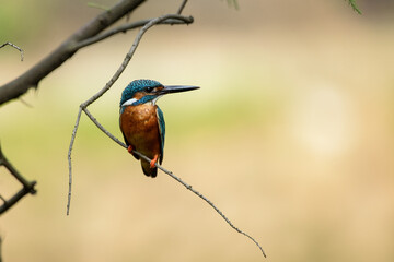 A Common Kingfisher stays on a branch
