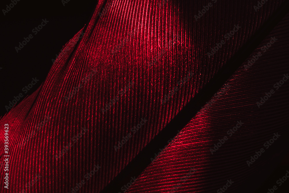 Aufkleber Close up Bird feather red colored light. Beautiful background pattern texture for design. Macro photography view.