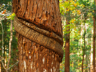 Trunk tied up with climbing plant (Tochigi, Japan)