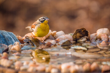 African Golden breasted Bunting standing at waterhole in Kruger National park, South Africa ; Specie Fringillaria flaviventris family of Emberizidae