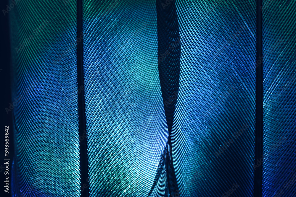 Poster Bird feather neon multi colored light. Beautiful background pattern texture for design. Macro photography view.