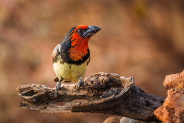Black collared Barbet standing on a log with blur background in Kruger National park, South Africa ; Specie Lybius torquatus family of Ramphastidae