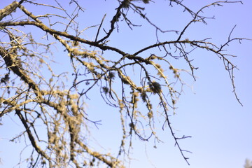 tree branches against the blue sky