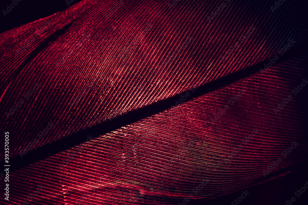 Poster Close up Beautiful RED Bird feather background pattern texture for design. Macro photography view..