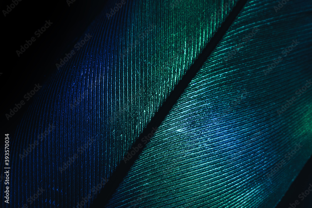 Aufkleber Close up Beautiful GREEN Bird feather background pattern texture for design. Macro photography view..