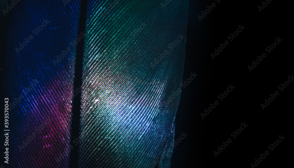 Aufkleber Close up Beautiful colorful Bird feather background pattern texture for design. Macro photography view..