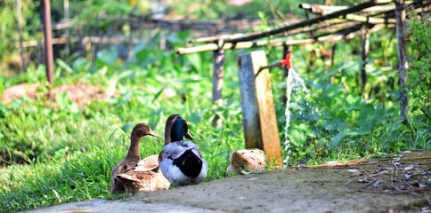 A Small group of duck is playing around in a house