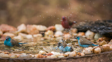 Three Blue-breasted Cordonbleu bathing in waterhole in Kruger National park, South Africa ; Specie Uraeginthus angolensis family of Estrildidae