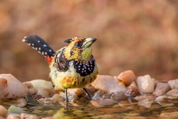 Crested Barbet standing at waterhole in Kruger National park, South Africa ; Specie Trachyphonus...