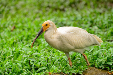A Crested Ibis(Nipponia nippon) on the grass
