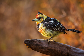 Crested Barbet standing on a log with fall colors background in Kruger National park, South Africa...