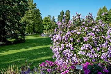  Bodensee Mainau  Blumen Insel