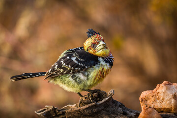 Crested Barbet standing on a log with fall colors background in Kruger National park, South Africa...