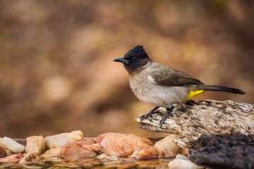 Dark capped Bulbul standing on a log at waterhole in Kruger National park, South Africa ; Specie...