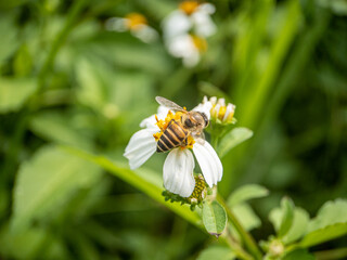 Close-up of honey bee pollinating on flower