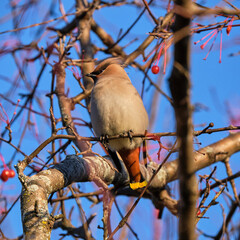 a Bohemian Waxwing, Bombycilla garrulus, perched on a tree branch of a crabapple in fruit