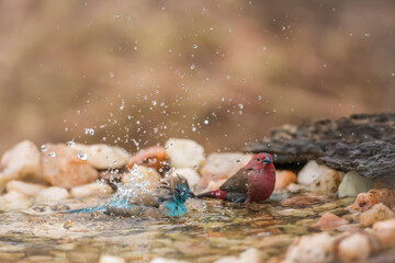 Jameson Firefinch and Blue breasted Cordonbleu bathing in waterhole in Kruger National park, South Africa ; Specie Lagonosticta rhodopareia and Uraeginthus angolensis family of Estrildidae