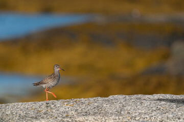 The common redshank or simply redshank (Tringa totanus)